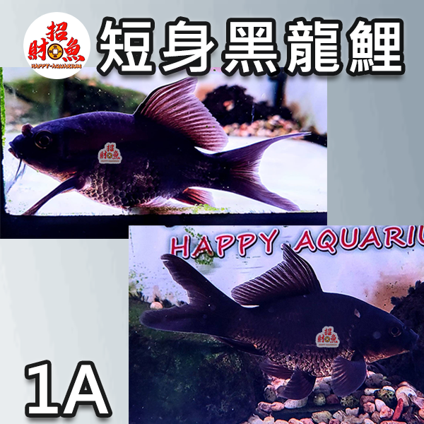 A11-龍鯉-黑寬翼龍鯉-1A-1