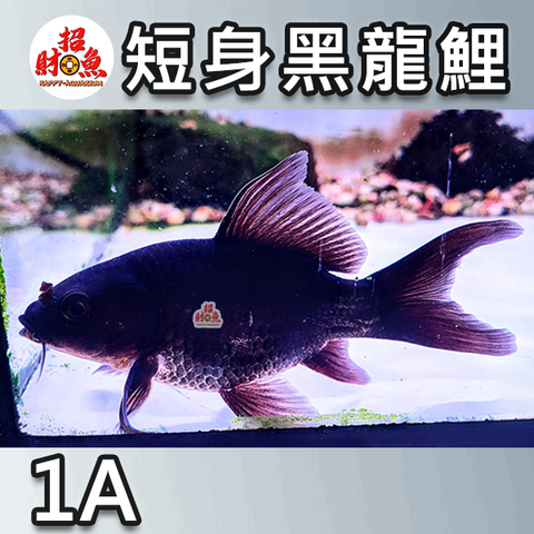 A11-龍鯉-黑寬翼龍鯉-1A-2