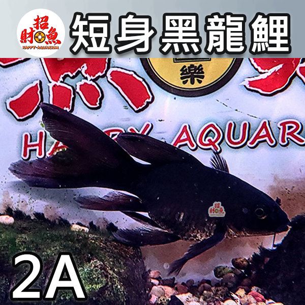 A11-龍鯉-黑寬翼龍鯉-2A-2