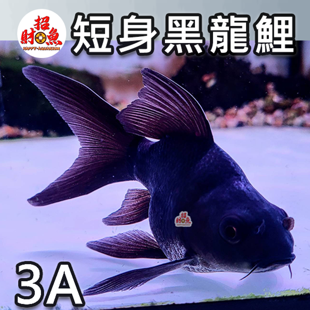 A11-龍鯉-黑寬翼龍鯉-3A-1