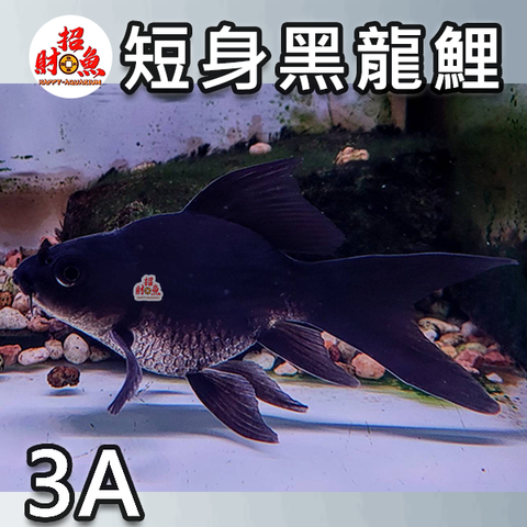 A11-龍鯉-黑寬翼龍鯉-3A-3