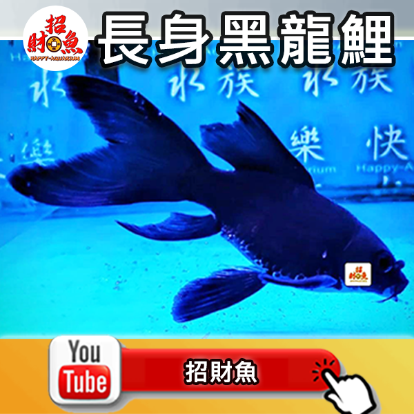 G04-龍鯉-黑寬尾 (1)