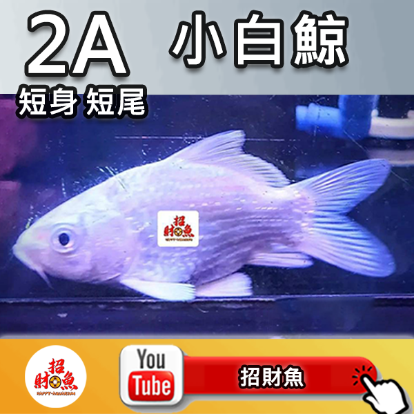 G03-2A 小白鯨 (2)