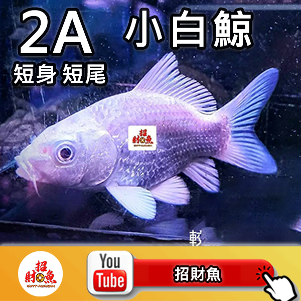 G03-2A 小白鯨 (1)