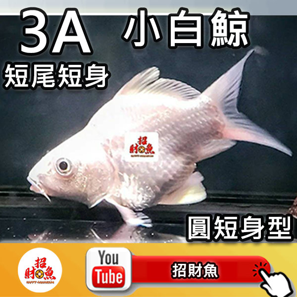 G03-3A 小白鯨 (3)