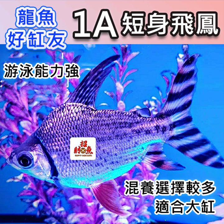 tw-11134207-23020-fdjne8xs55mv7c