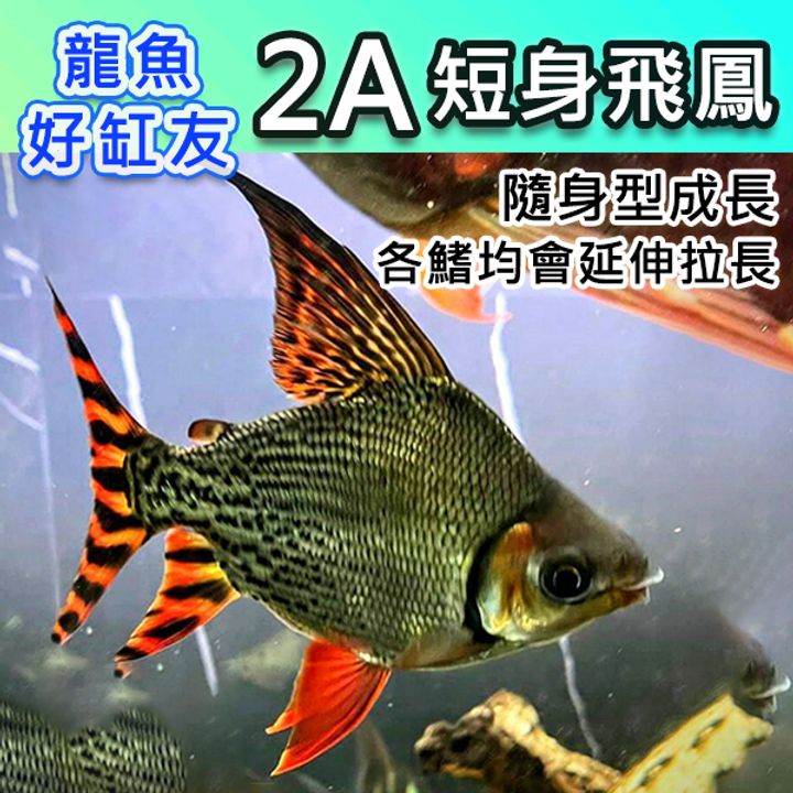 tw-11134207-23020-4nv33azs55mv06