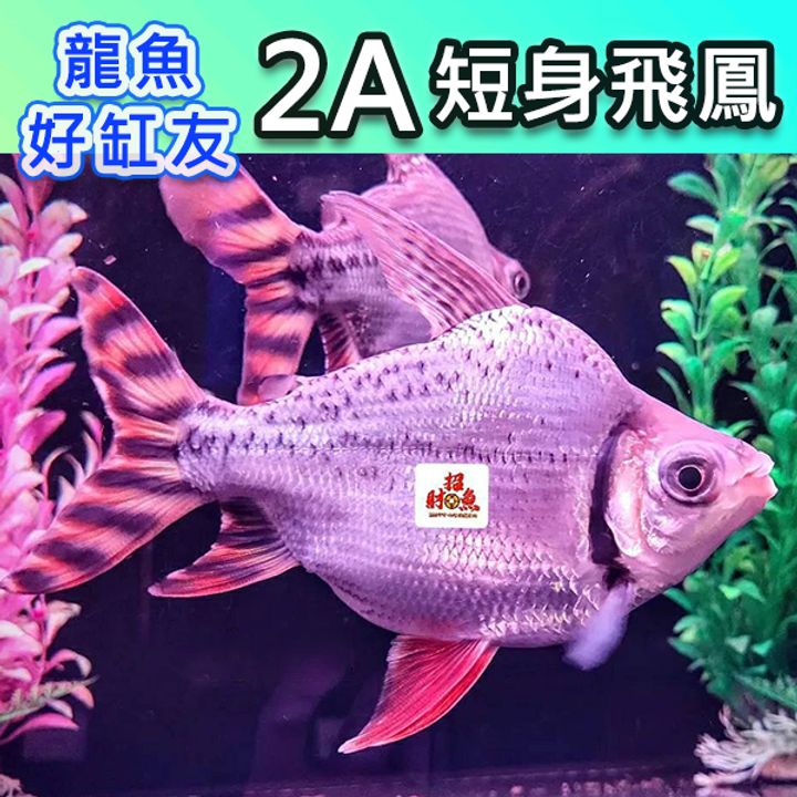 tw-11134207-23020-cga3iazs55mvd1