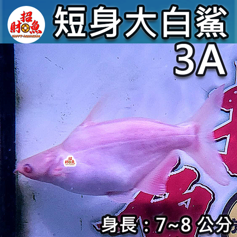 B60-短身大白鯊-3A-2