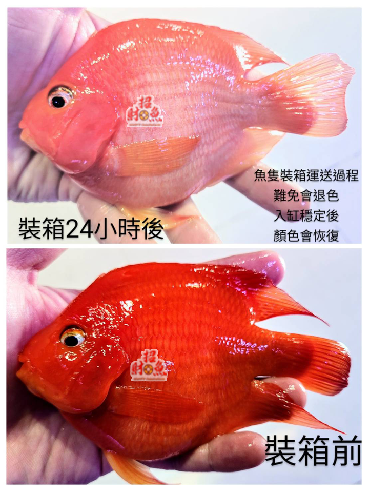 20230906-裝箱前後