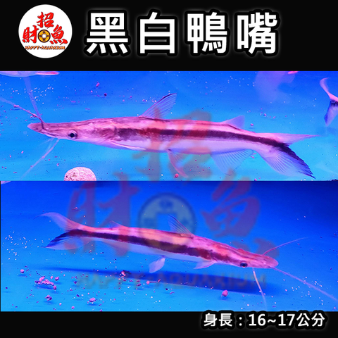 B58-龍魚缸友-黑白鴨嘴-16-17公分-2