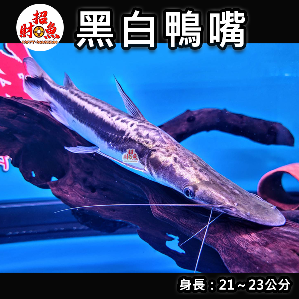 B58-龍魚缸友-黑白鴨嘴-21-23公分-1