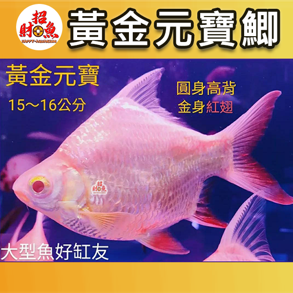B59-龍魚缸友-黃金元寶鯽-15-16公分-1