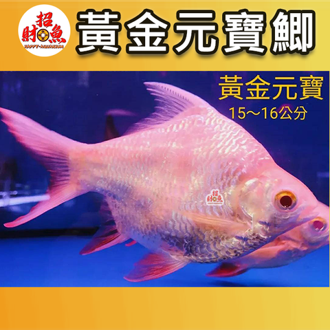 【龍魚缸友】黃金元寶鯽 – 招財魚水族精品