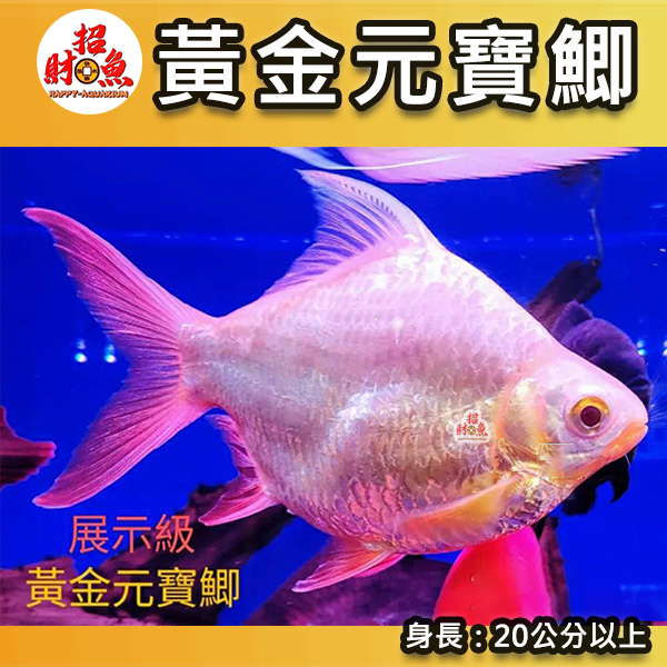 B59-龍魚缸友-黃金元寶鯽-20公分以上-1