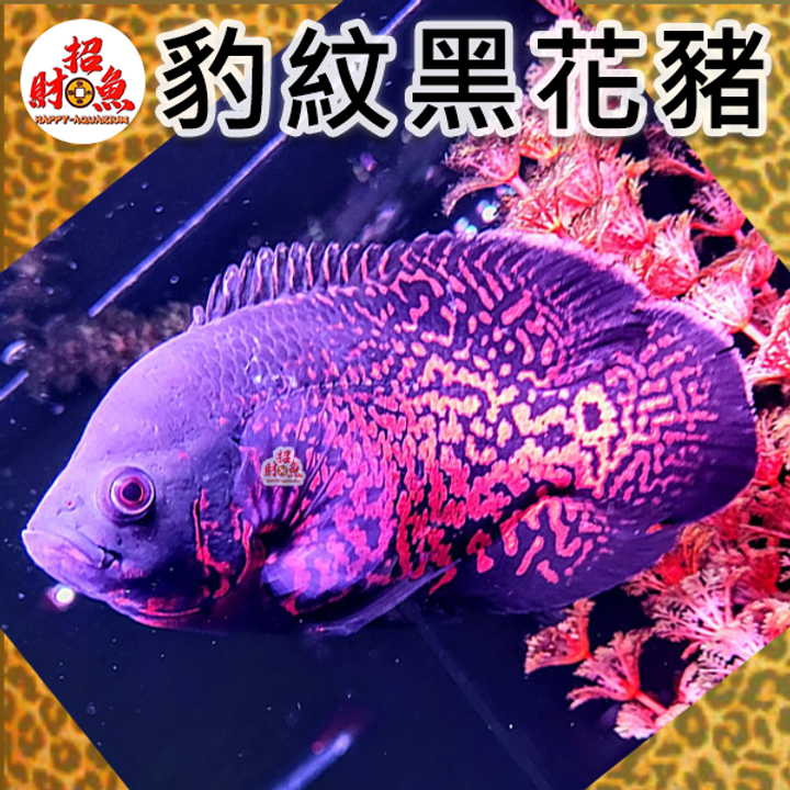 B64-龍魚缸友-豹紋黑花豬-1