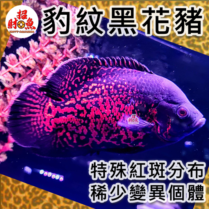 B64-龍魚缸友-豹紋黑花豬-3