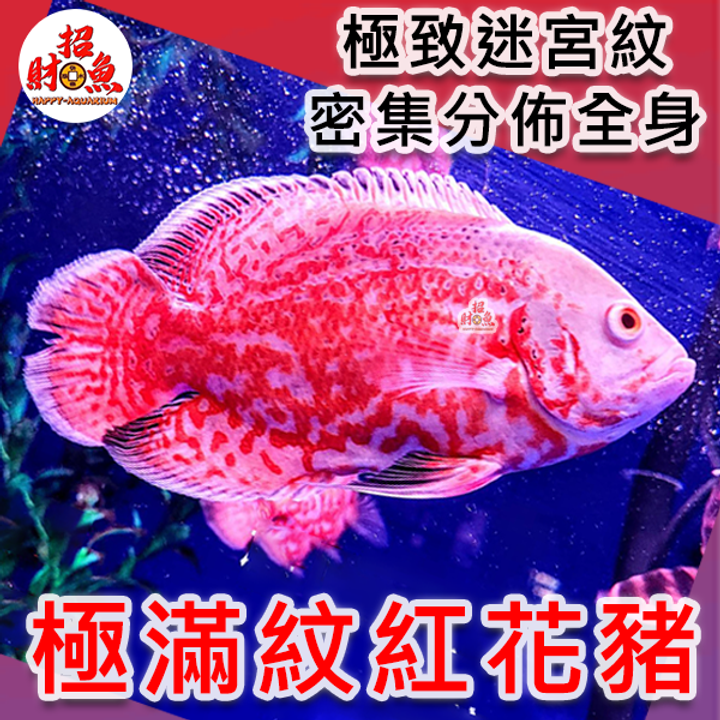 B65-龍魚缸友-極滿紋紅花豬-1