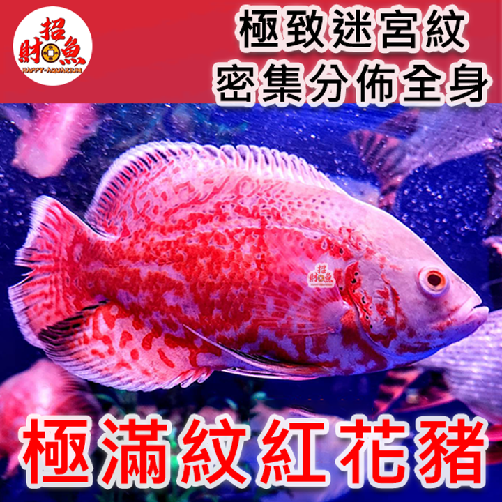 B65-龍魚缸友-極滿紋紅花豬-2
