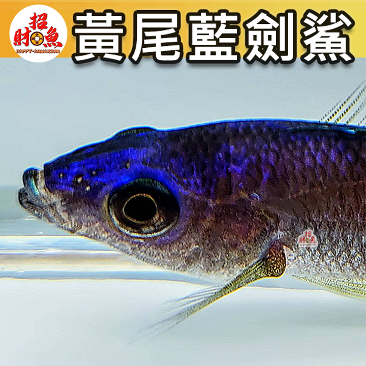 D05-小型魚-黃尾藍劍鯊-3