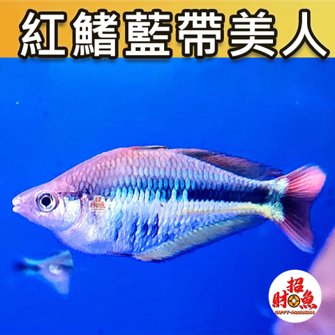 D06-小型魚-紅鰭藍帶美人-1