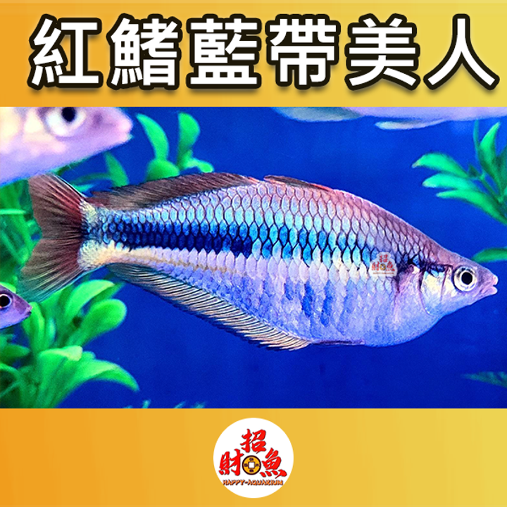 D06-小型魚-紅鰭藍帶美人-2
