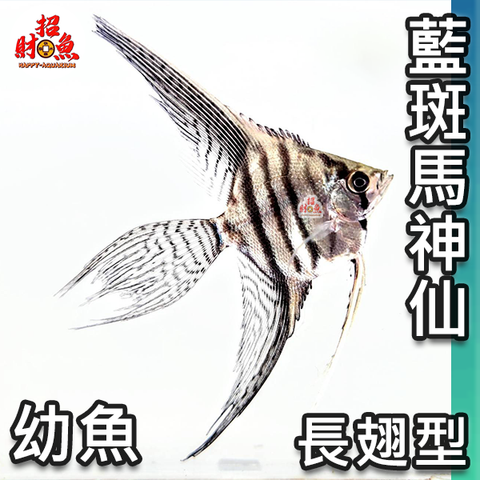 D07-小型魚-長翅藍班馬神仙-2