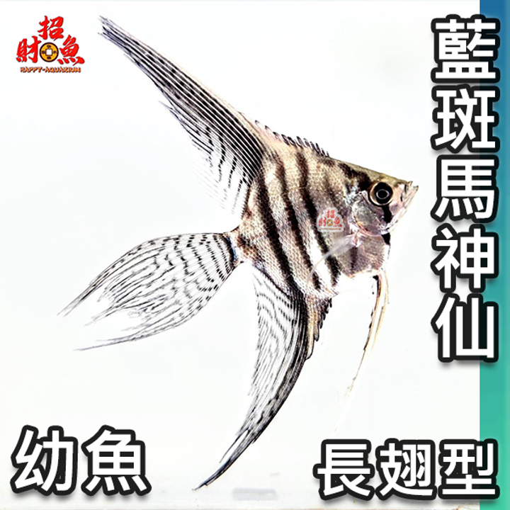 D07-小型魚-長翅藍班馬神仙-2