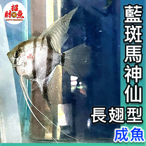 D07-小型魚-長翅藍班馬神仙-5