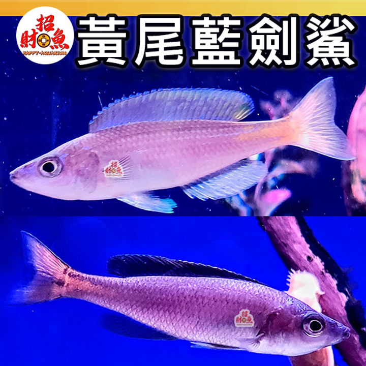 D05-小型魚-黃尾藍劍鯊-4