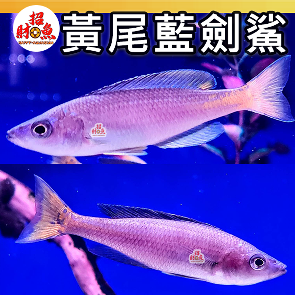 D05-小型魚-黃尾藍劍鯊-5