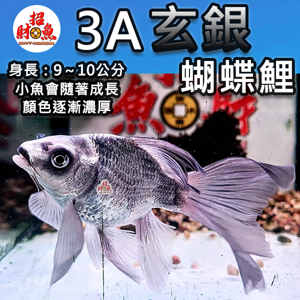 A12-龍鯉-玄銀蝴蝶鯉-3A-2