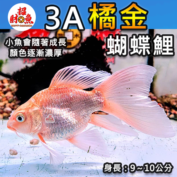 A13-龍鯉-橘金蝴蝶鯉-3A-1