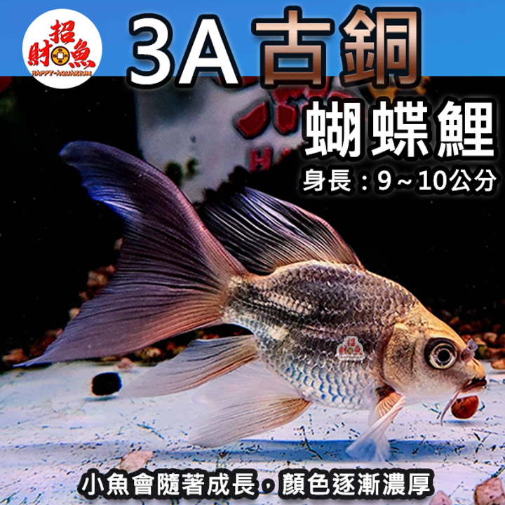 A11-龍鯉-古銅蝴蝶鯉-3A-1