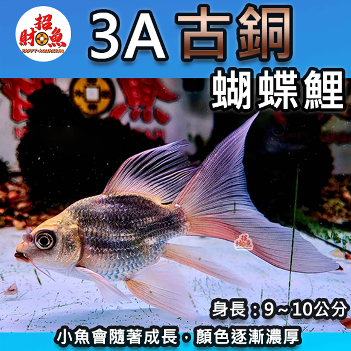 A11-龍鯉-古銅蝴蝶鯉-3A-2
