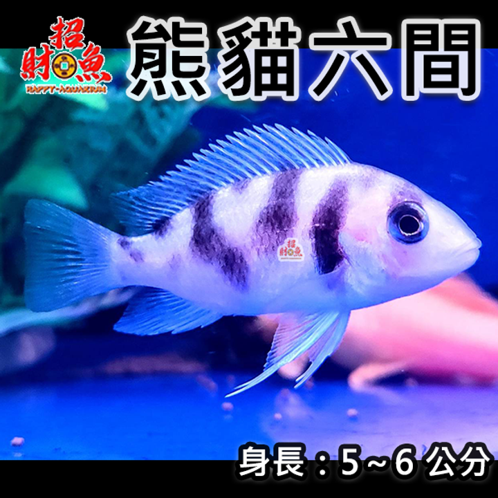 B61-龍魚缸友-熊貓六間-2