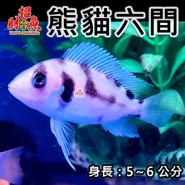 B61-龍魚缸友-熊貓六間-1