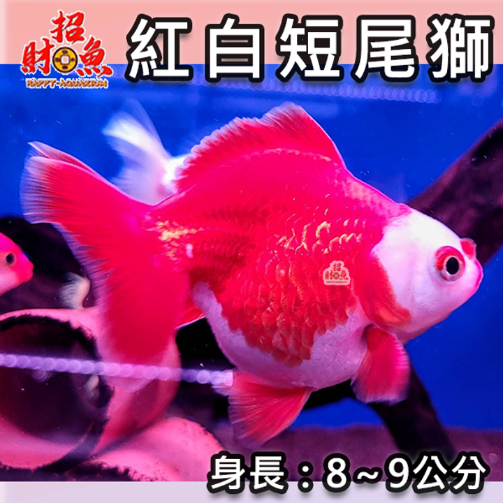 C02-金魚-獅頭-紅白短尾獅-2