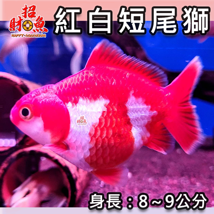 C02-金魚-獅頭-紅白短尾獅-1