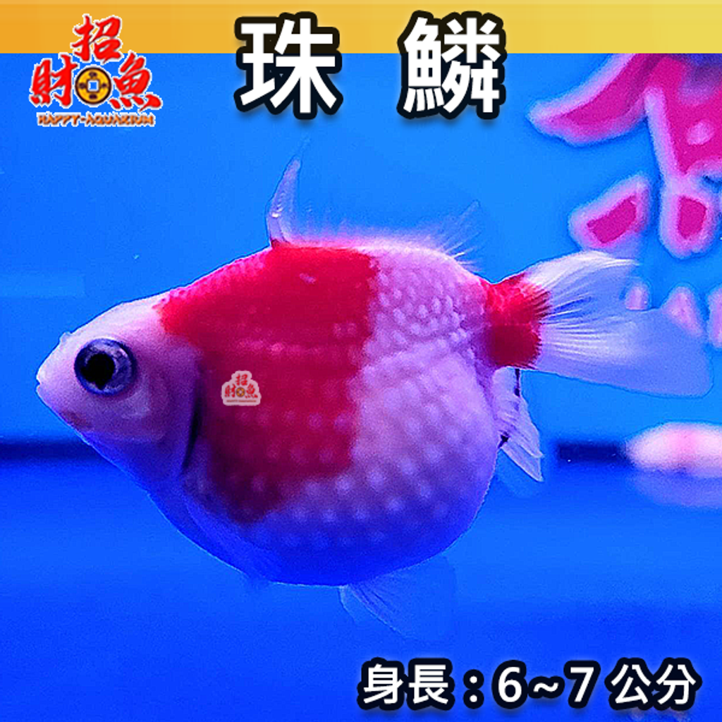 C101-金魚-珠鱗-6-7公分-3