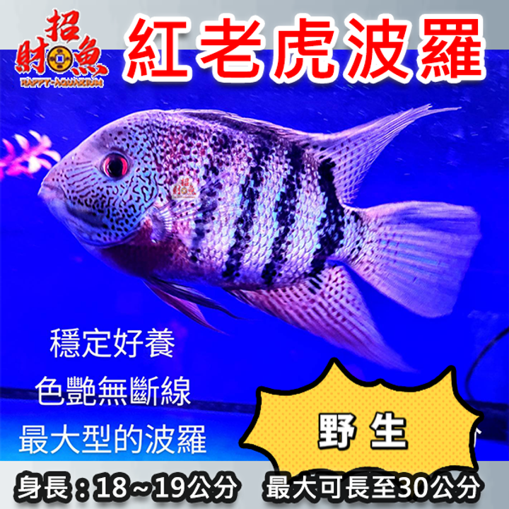 B66-野生紅老虎波羅-2