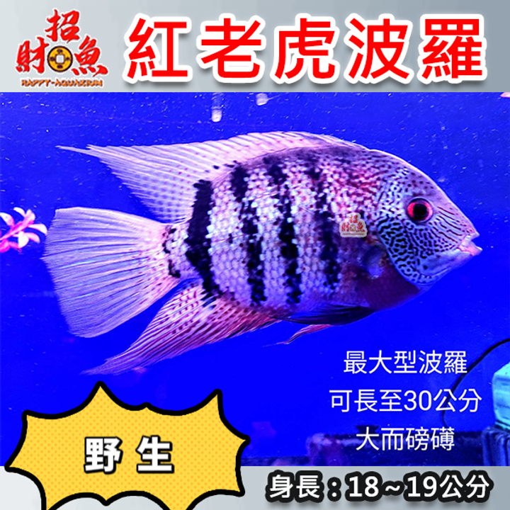 B66-野生紅老虎波羅-1