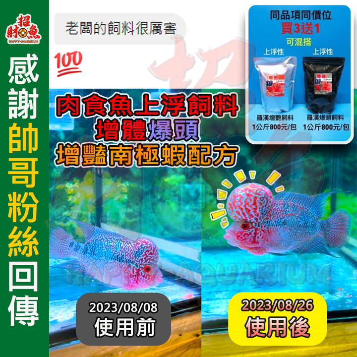20230826-肉食魚上浮飼料-爆頭 FB：邱宗賢