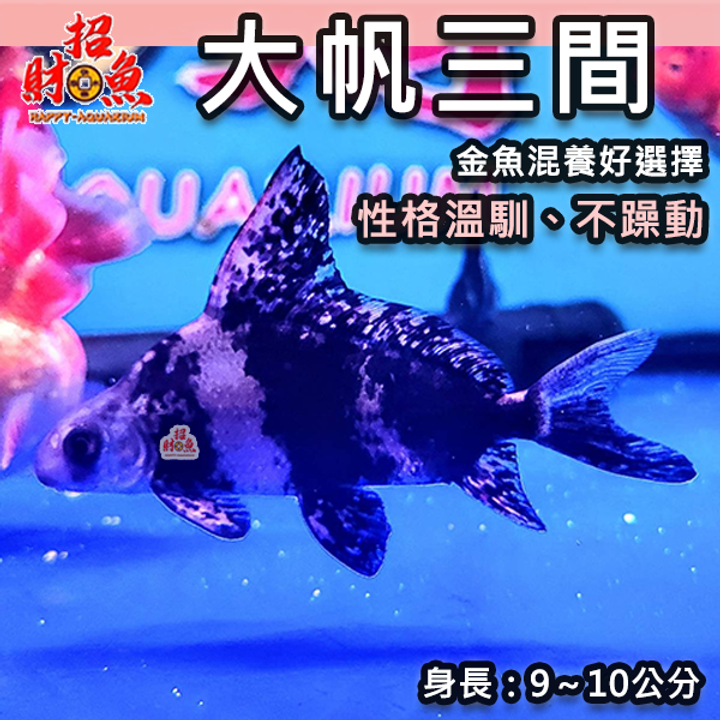 C201-金魚好朋友-大帆三間-1