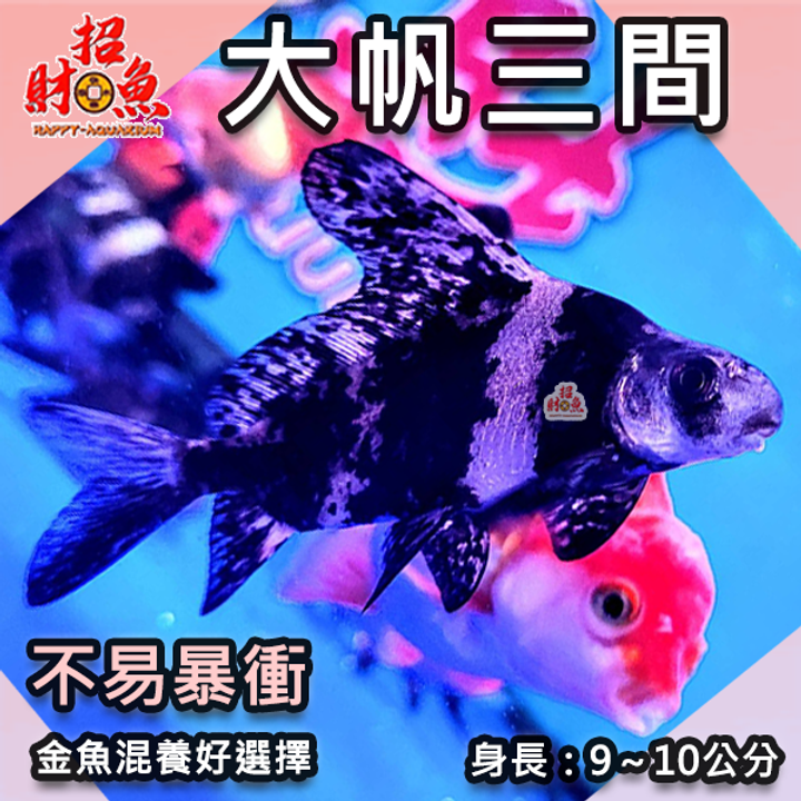 C201-金魚好朋友-大帆三間-2