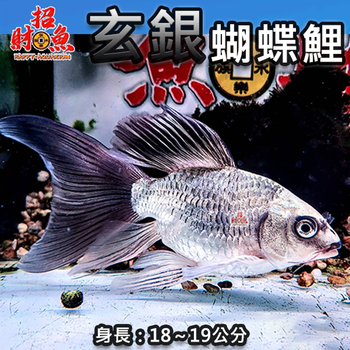 A12-龍鯉-玄銀蝴蝶鯉-2A-18-19公分-1