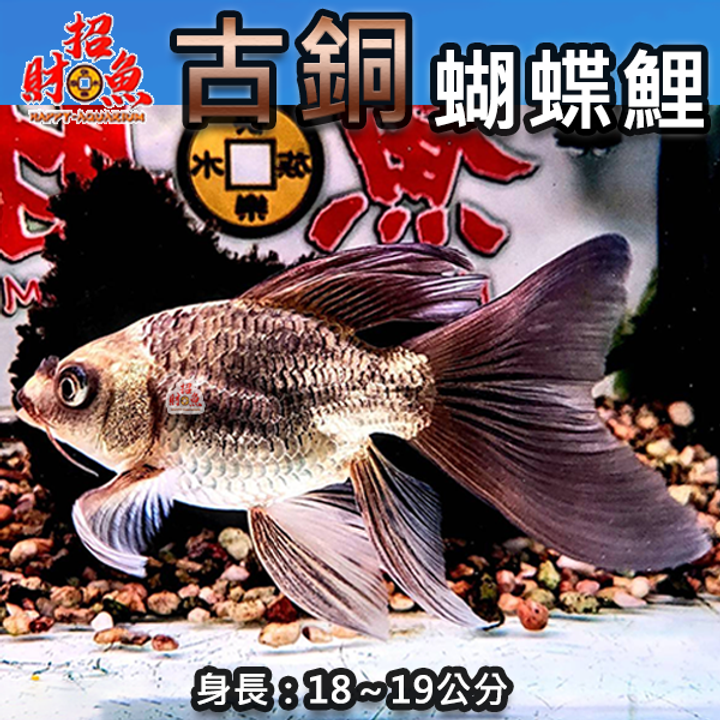 A11-龍鯉-古銅蝴蝶鯉-2A-18-19公分-2
