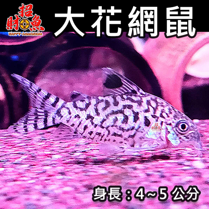E11-鼠魚-大花網鼠-1