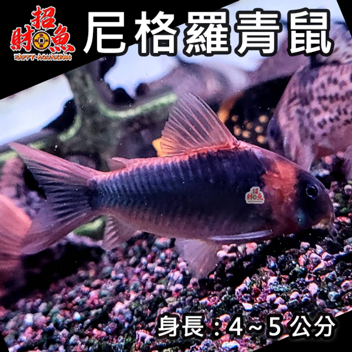 E12-鼠魚-尼格羅青鼠-1