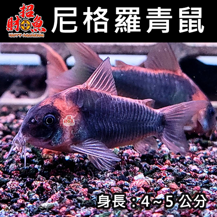 E12-鼠魚-尼格羅青鼠-2